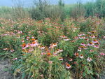 松果菊