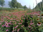 松果菊