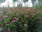 松果菊