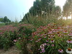 松果菊