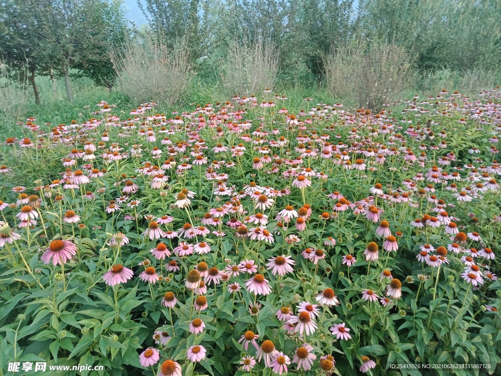 松果菊