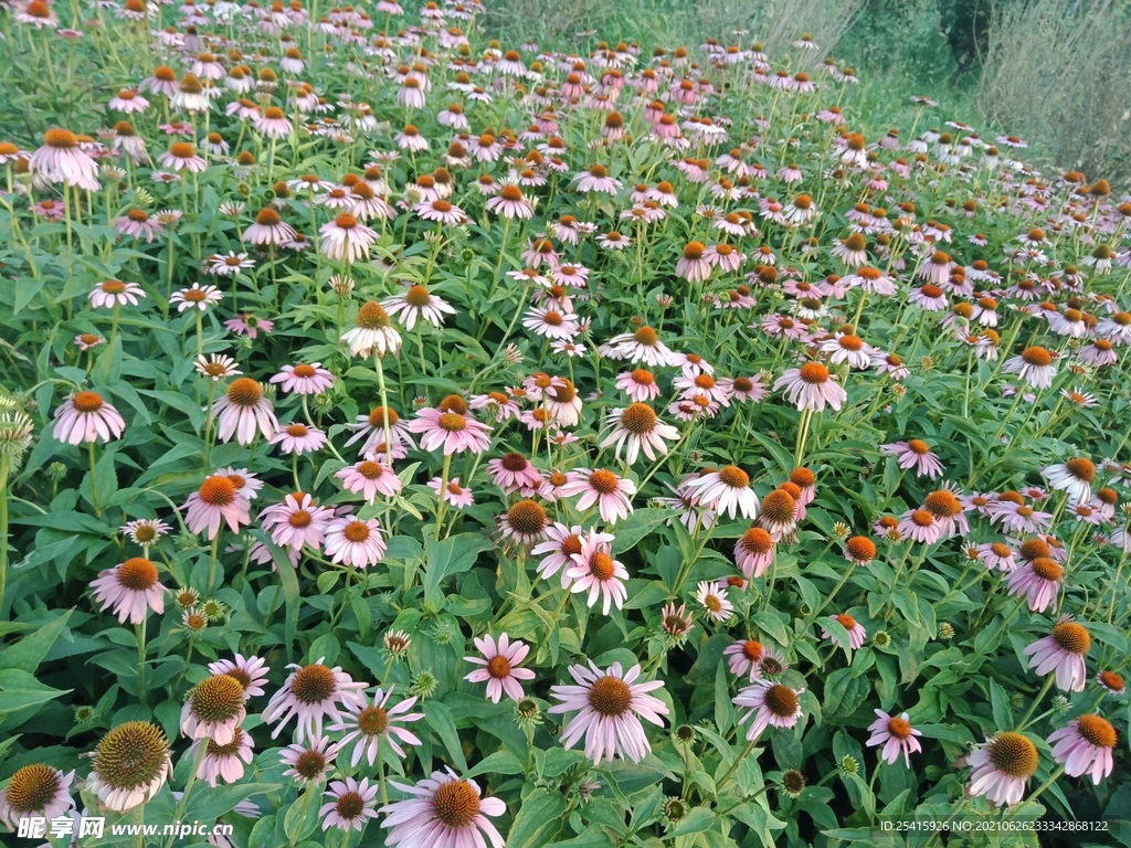 松果菊