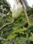 木兰