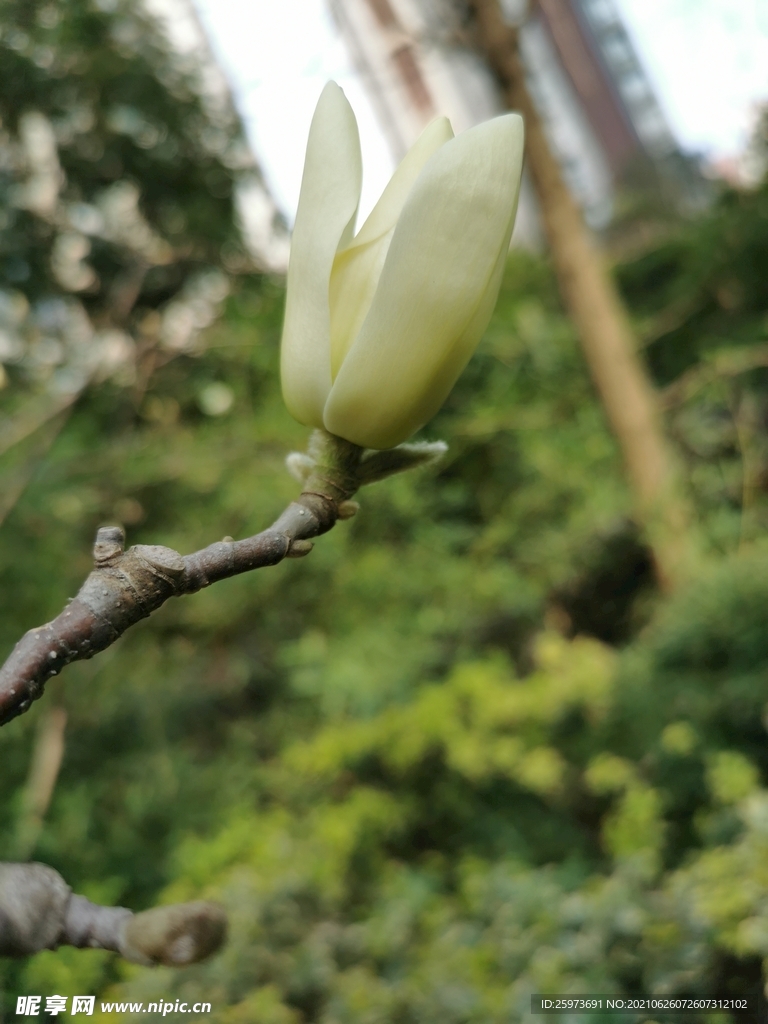 木兰