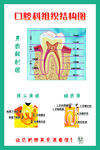 口腔组织结构