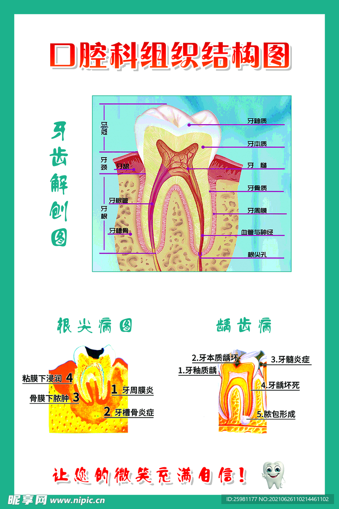 口腔组织结构