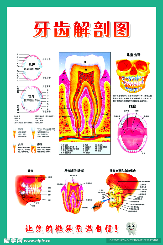 牙齿解刨图