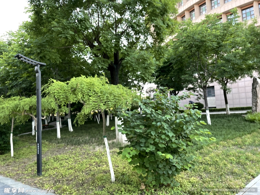植物