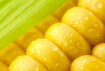 玉米粒高清摄影图