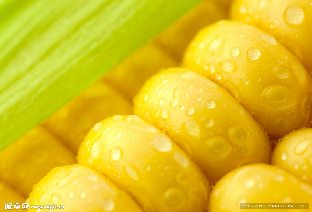 玉米粒高清摄影图