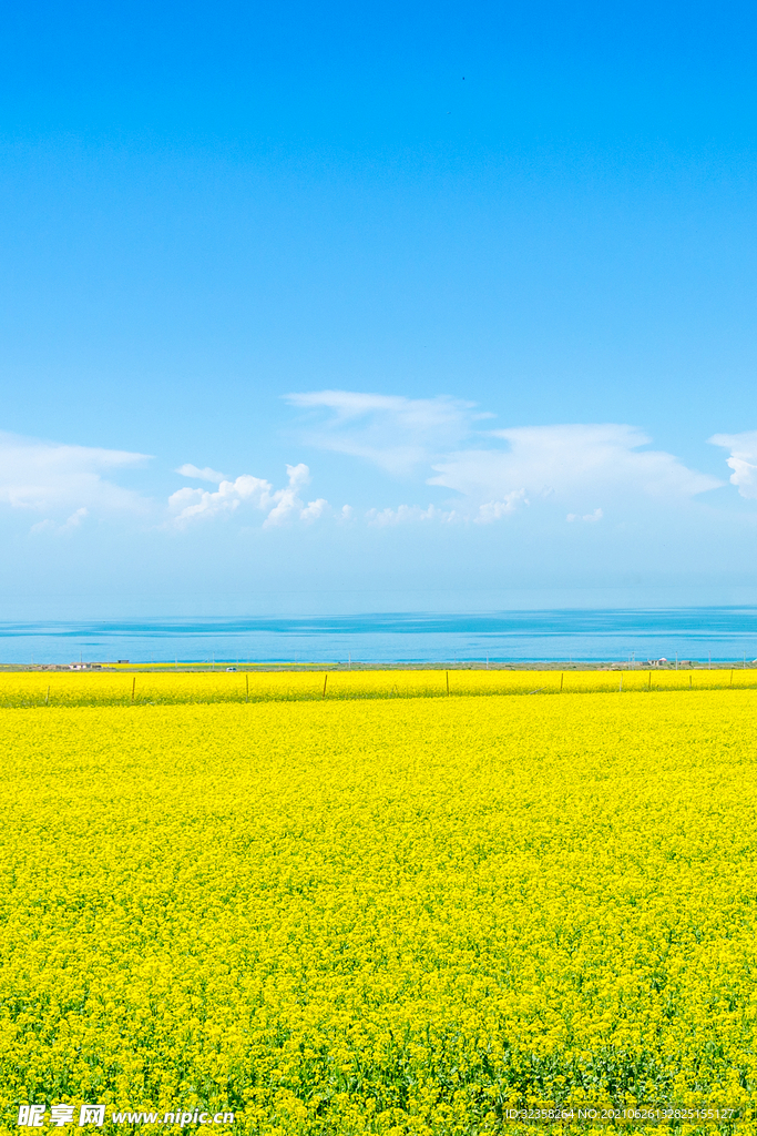 油菜花田