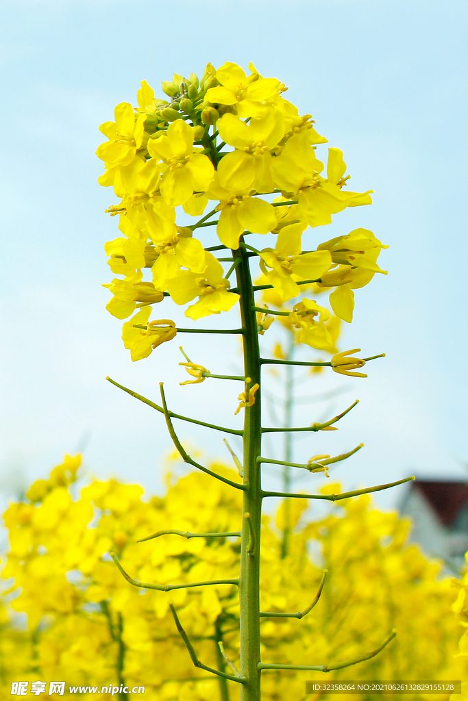 黄色花卉