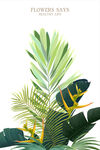 植物挂画
