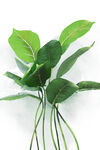 植物树叶