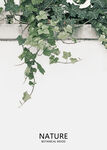 植物挂画