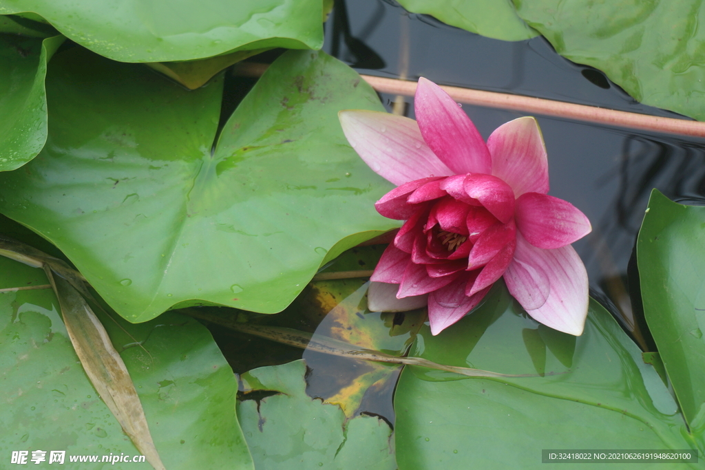 红色睡莲花