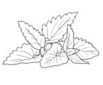 薄荷