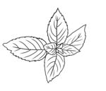 薄荷