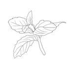 薄荷