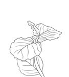 薄荷