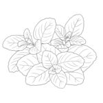 薄荷