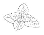 薄荷