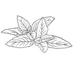 薄荷