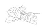 薄荷