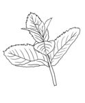 薄荷