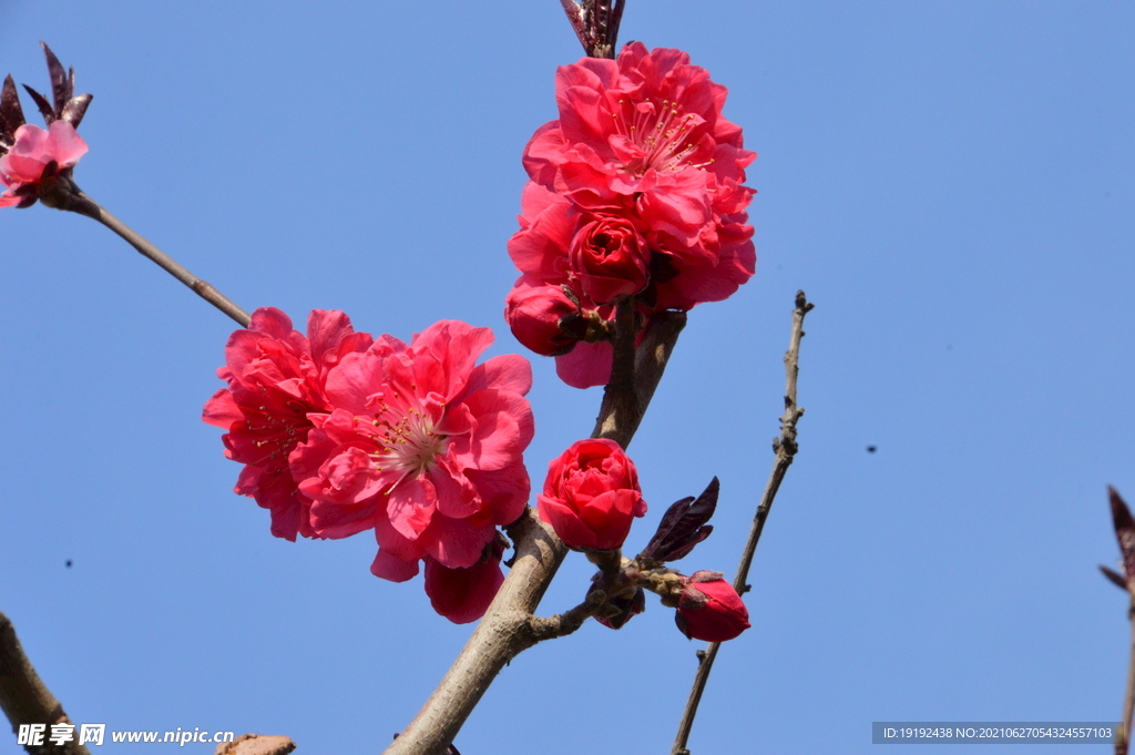 碧桃花儿 