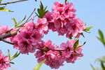 桃花 