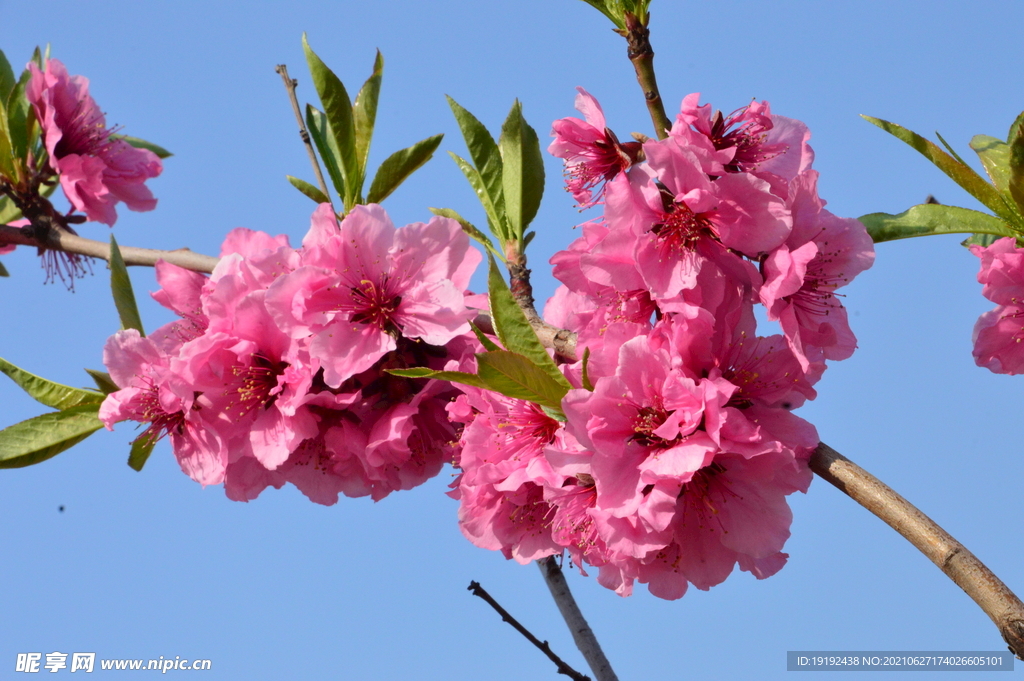 桃花 