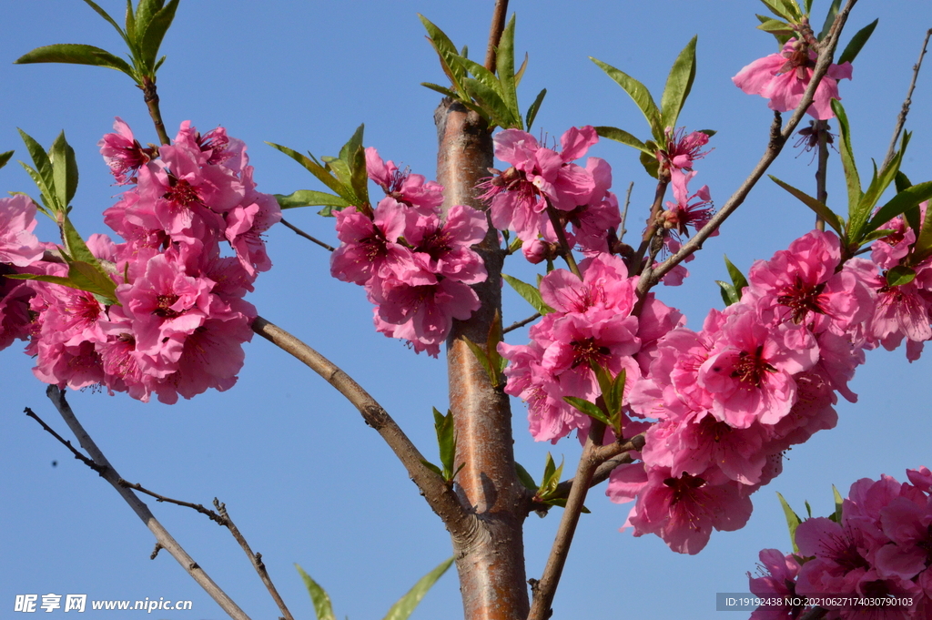 桃花 