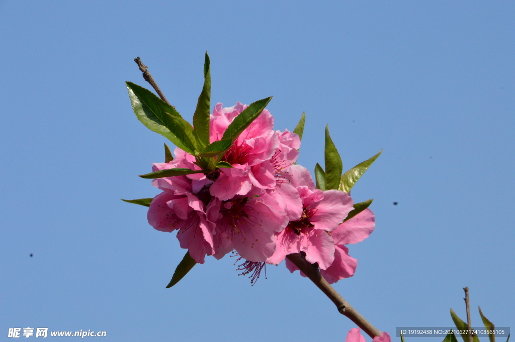 桃花  