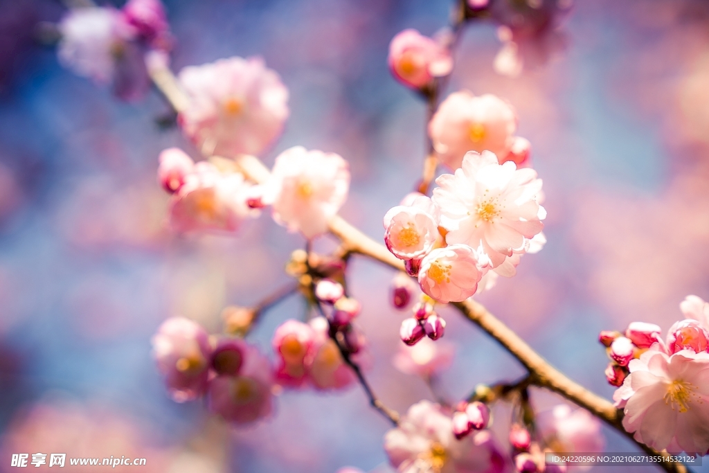 樱花
