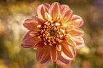 鲜花