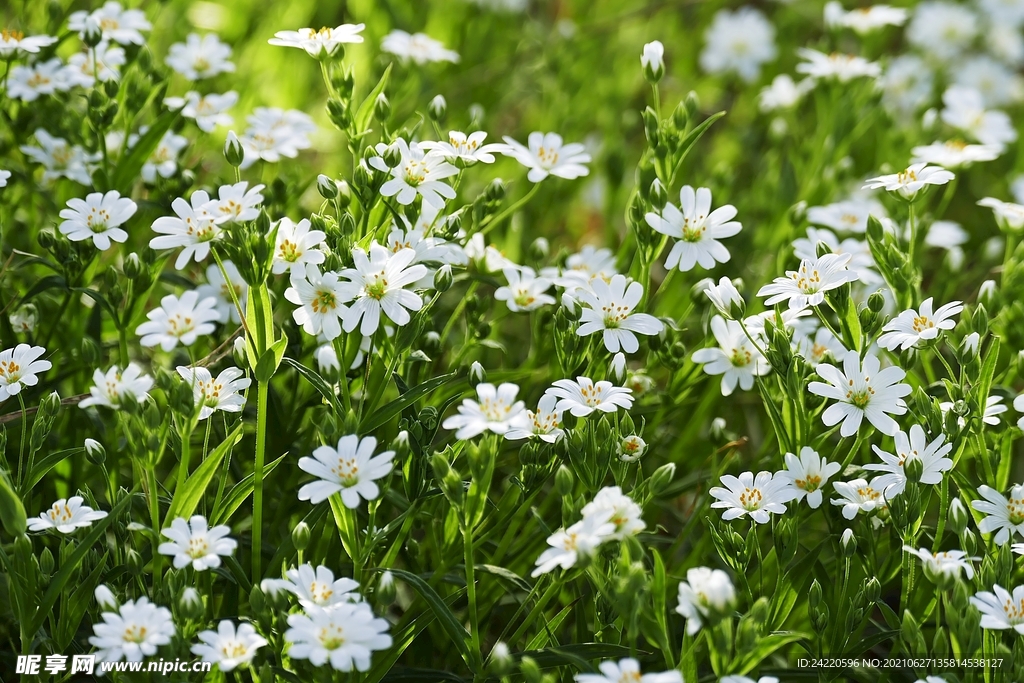 小白花