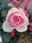 玫瑰花特写