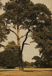 古典 工笔 树  背景图片