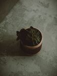 盆栽