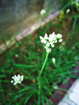 韭菜花