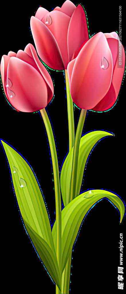 红色郁金香花