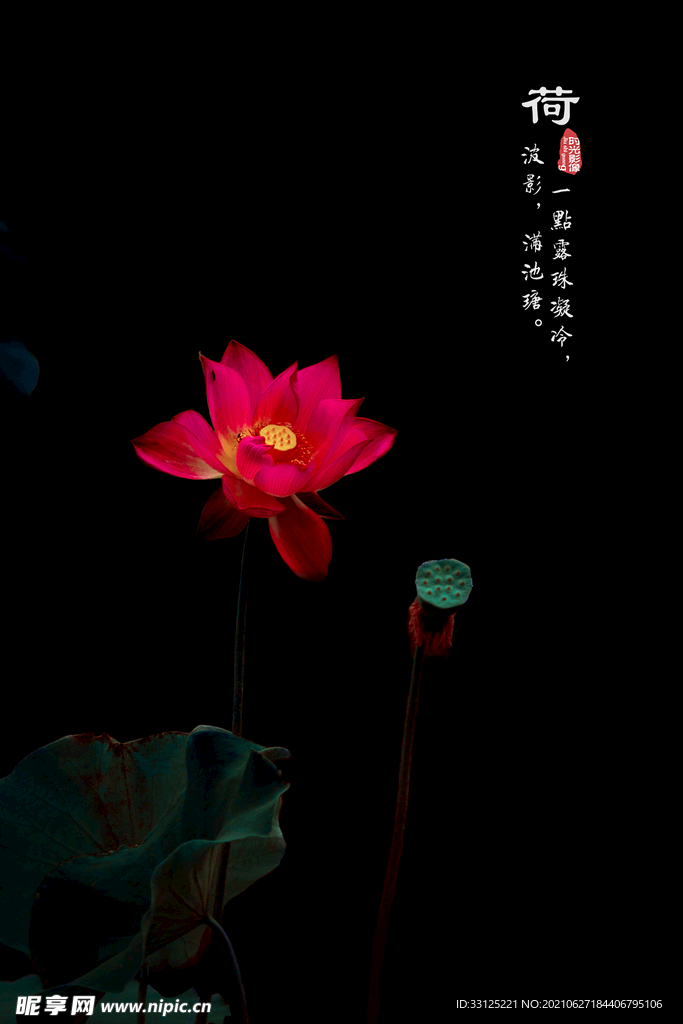 夏荷