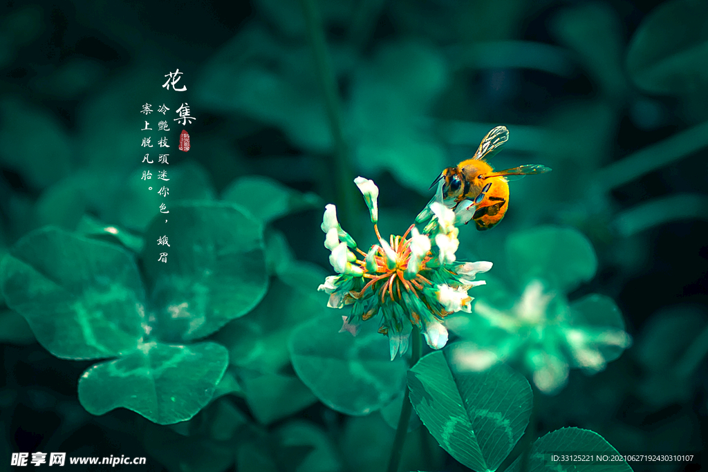 花儿戏