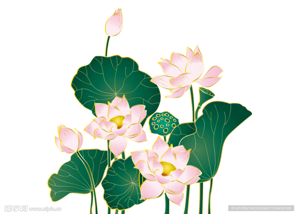 荷花