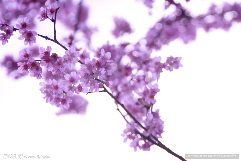 美丽的樱花