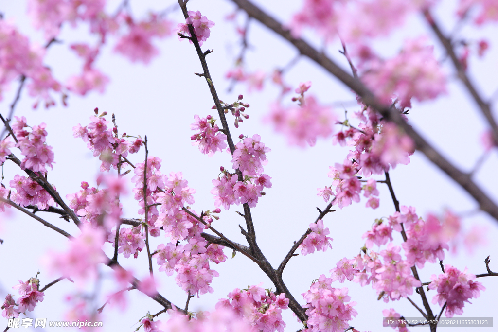 美丽的樱花