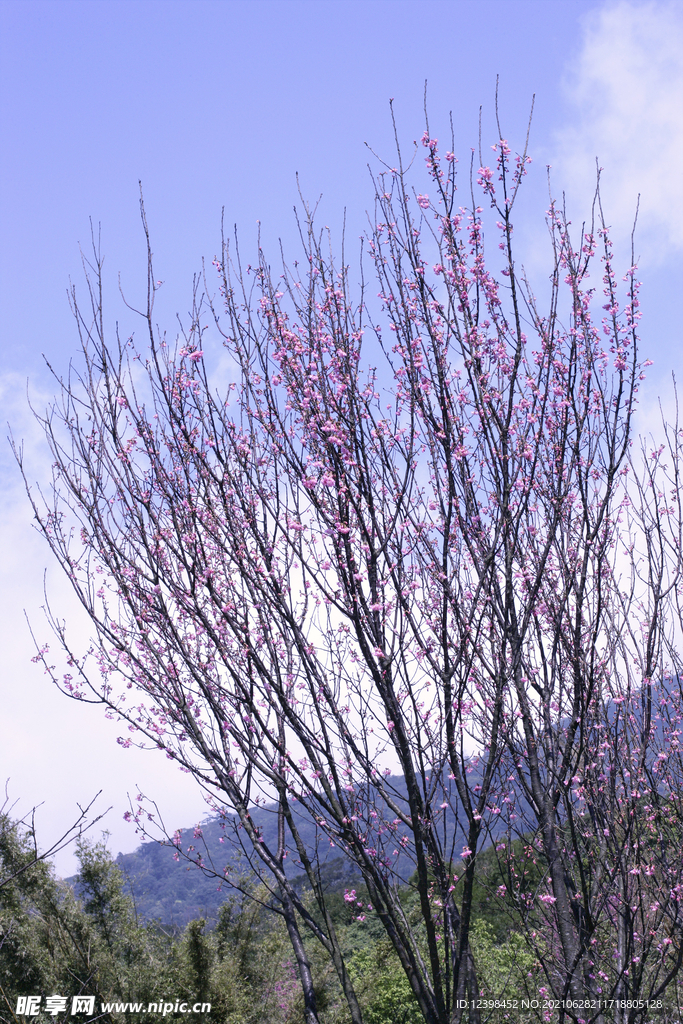 美丽的樱花