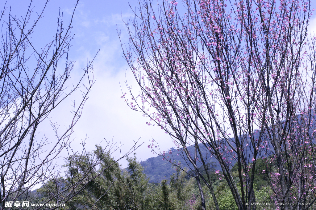 美丽的樱花