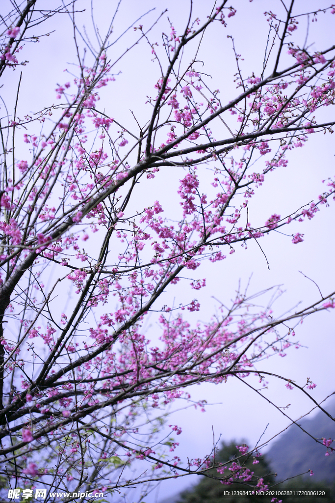 美丽的樱花